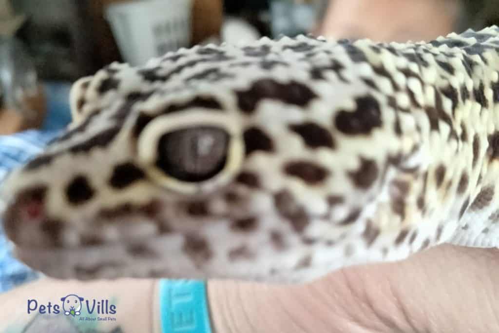 Ashley Jones leopard gecko