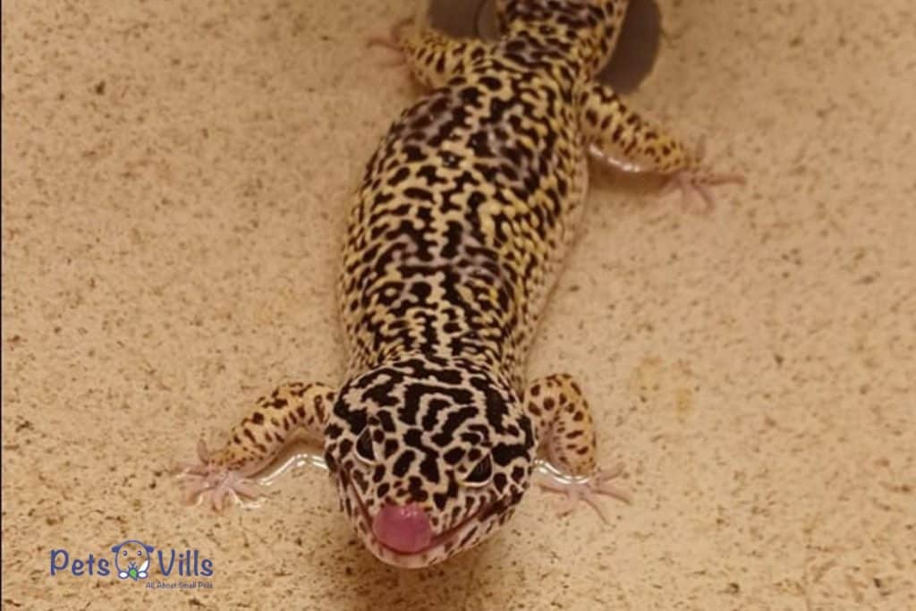 Leanna Gammon Leopard Gecko
