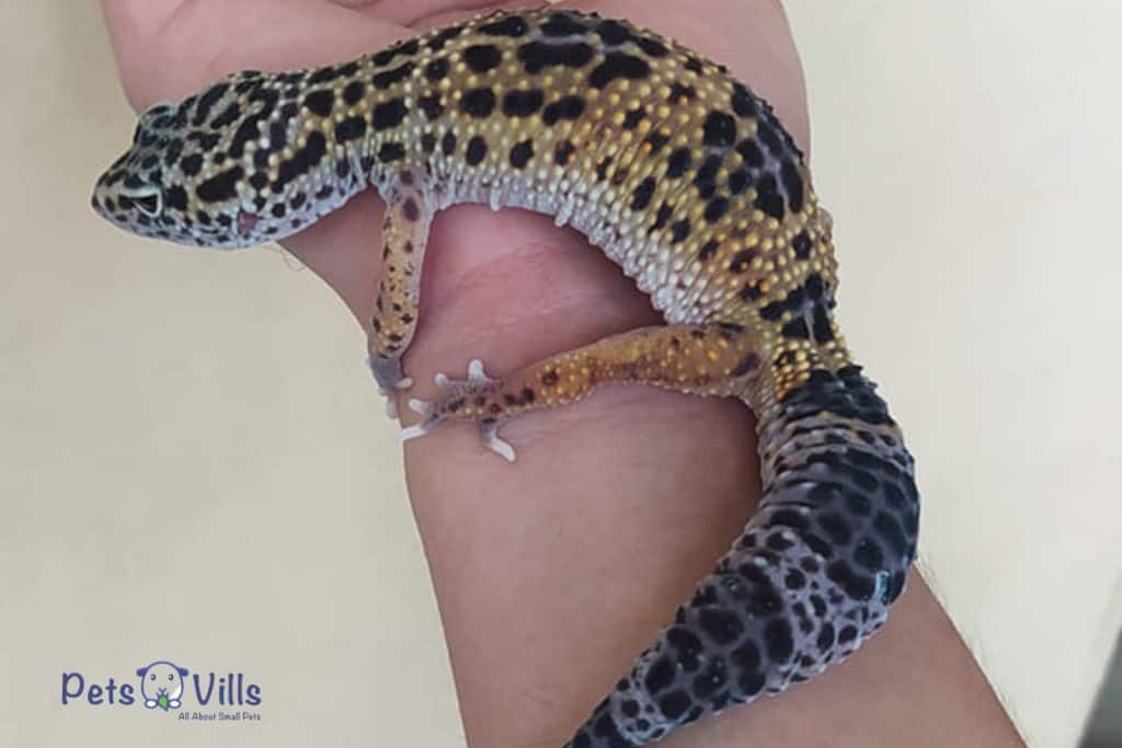 Mark Estupito Leopard Gecko