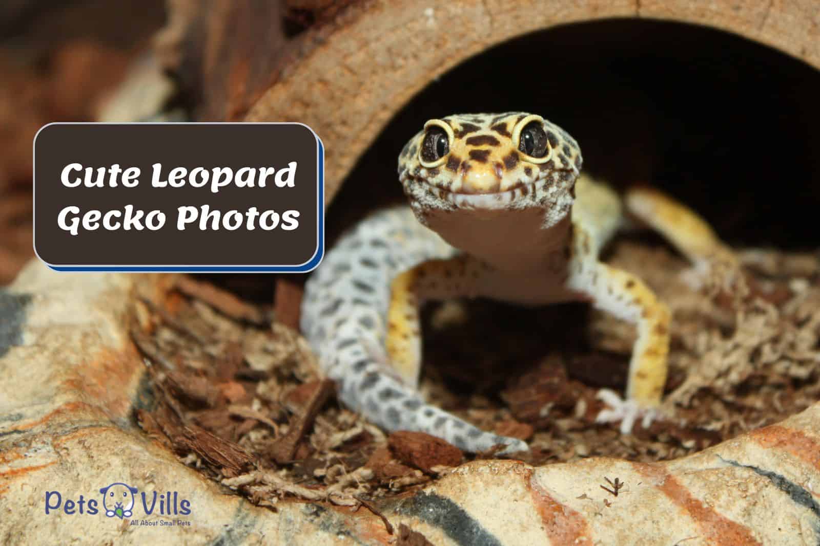 very cute leopard gecko photo