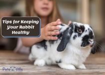 5 Essential Tips for Keeping Your Rabbit Healthy & Happy!