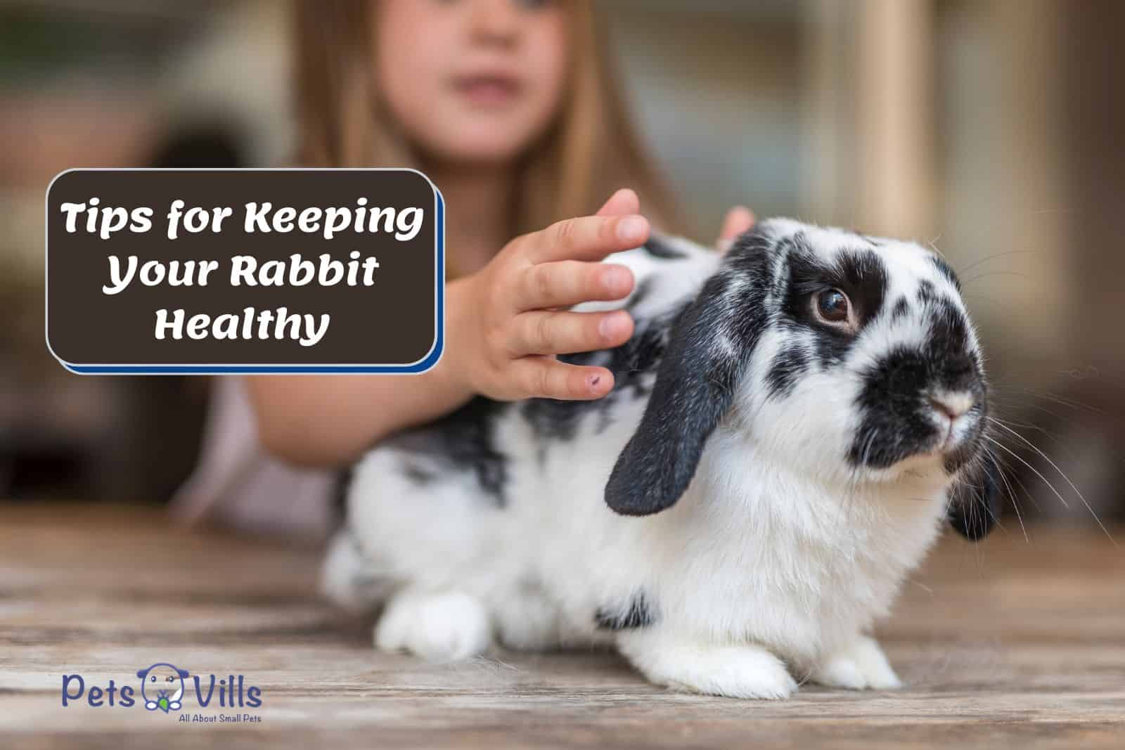 little girl petting her rabbit [5 Essential Tips for Keeping Your Rabbit Healthy & Happy!]