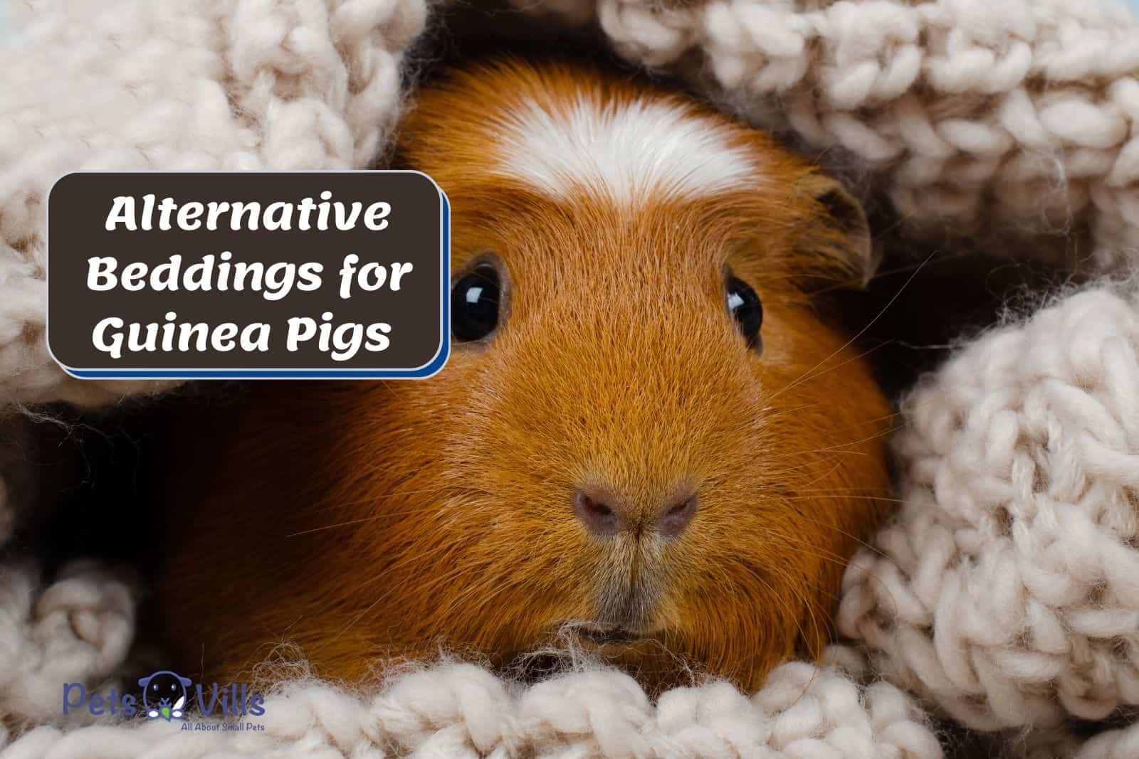 A guinea pig hiding under a knitted blanket but what are the best Alternative Beddings for Guinea Pigs?