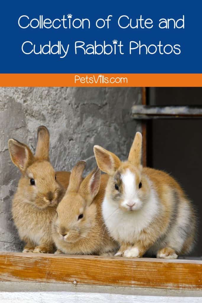 three cute brown rabbits