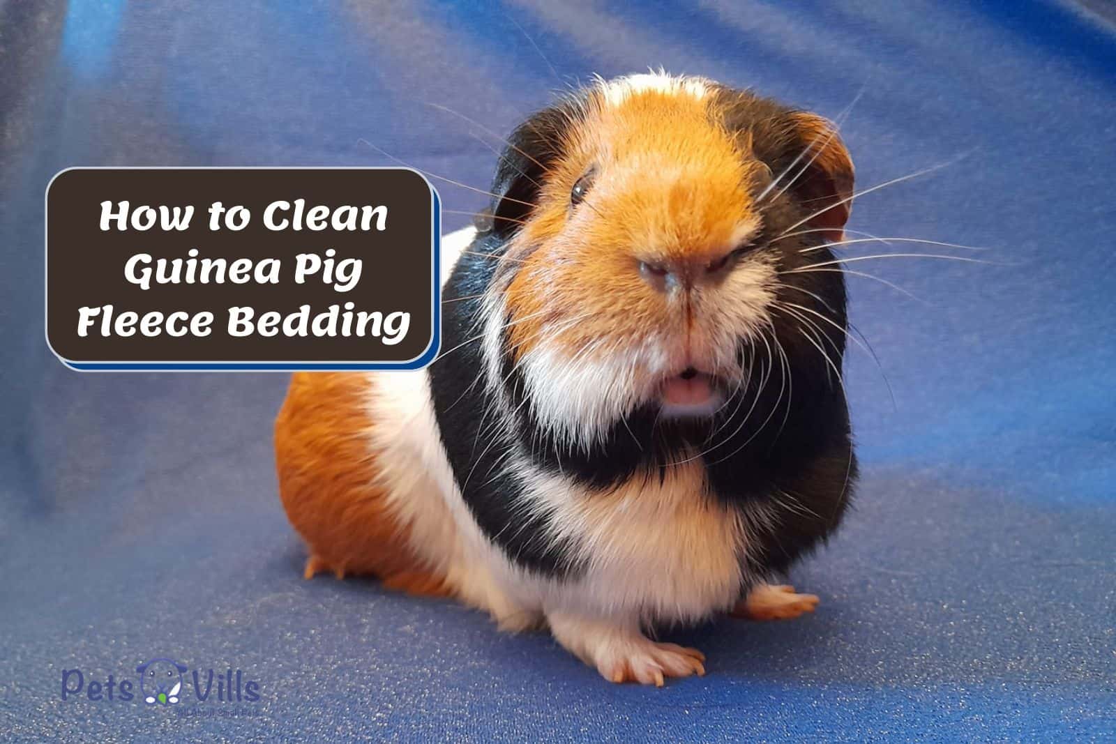 a cute guinea pig sitting on his cozy Fleece Bedding but How to Clean Guinea Pig Fleece Bedding