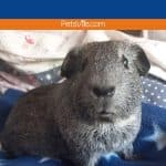 cute grey guinea pig