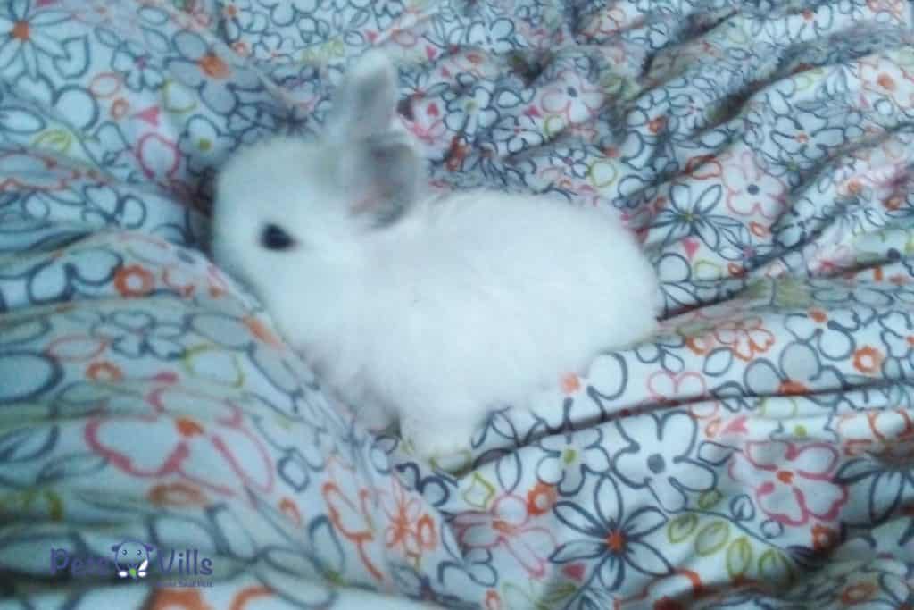 baby rabbit sleeping on the bed