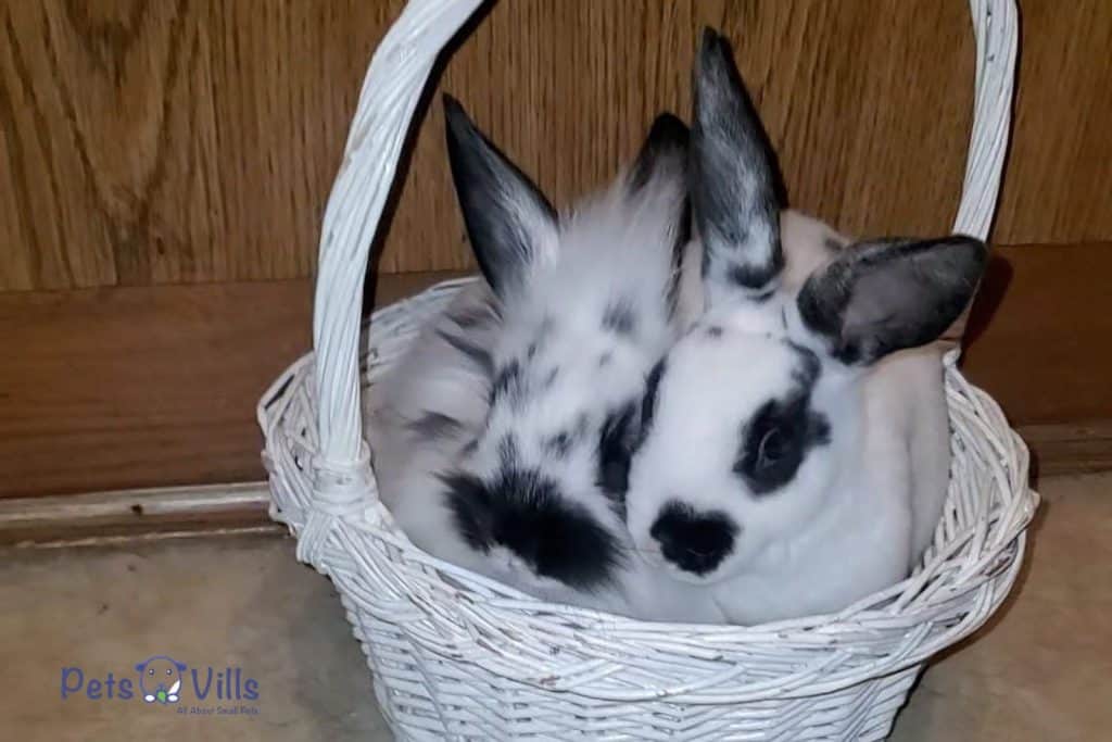 rabbits sleeping in a basket