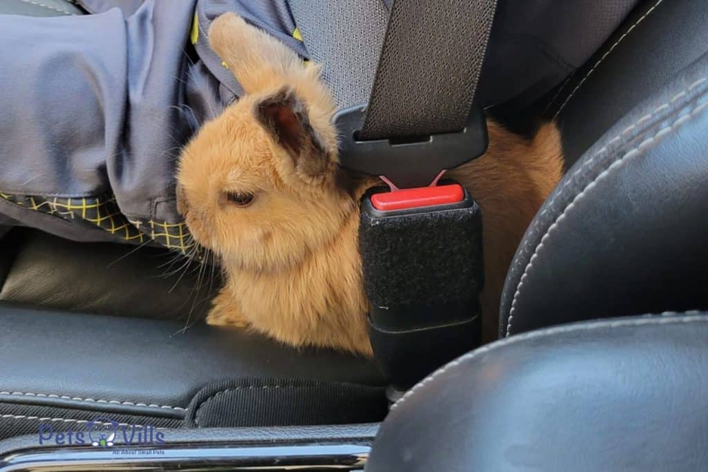 rabbit wearing a seat belt