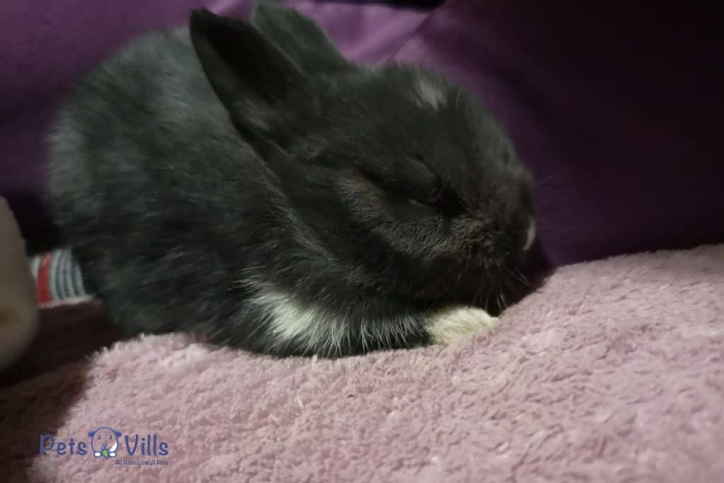 cute rabbit sleeping