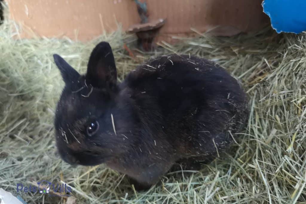black rabbit on a hay bedding