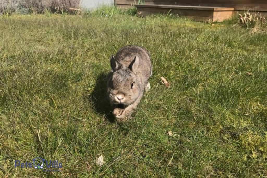 cute rabbit roaming int the garden