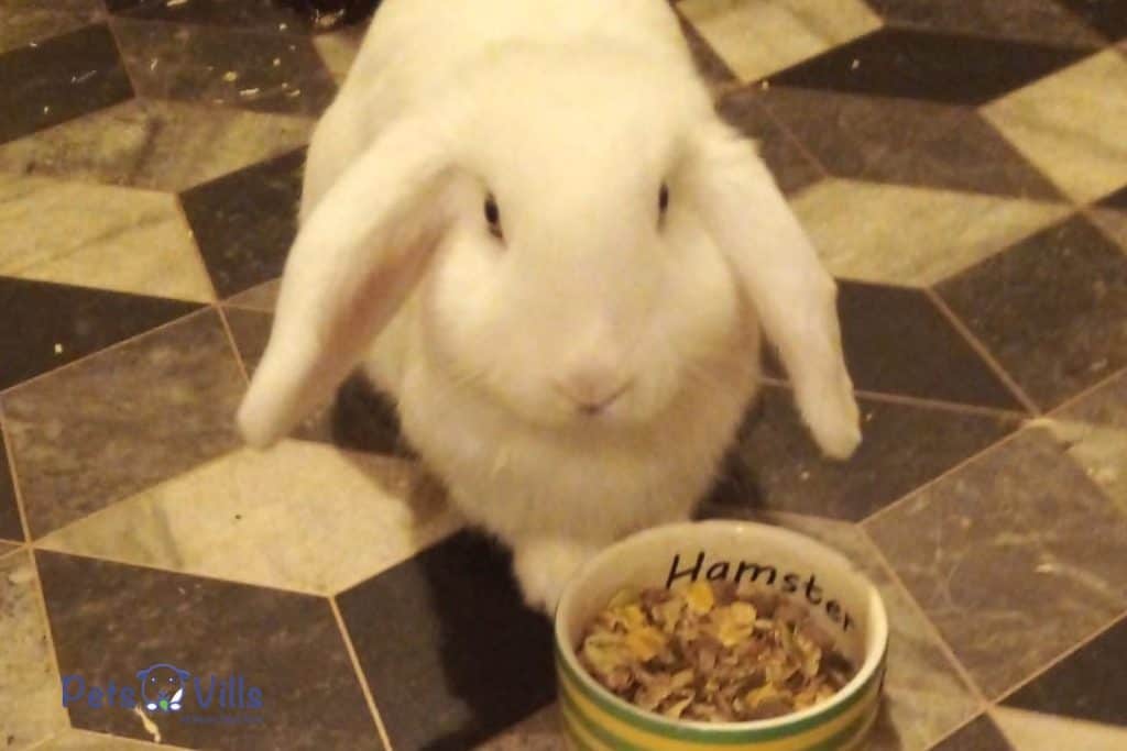rabbit eating hamster pellets