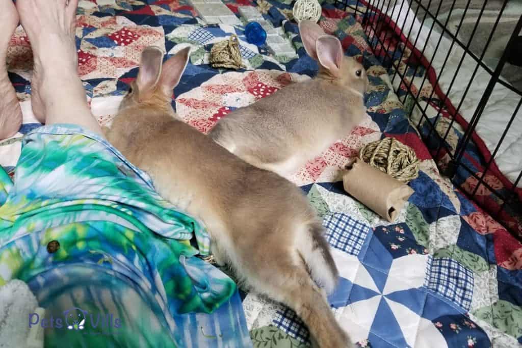 cute rabbits cuddling with their owner