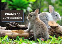 32 Cute Rabbit Photos – Adorable Pics for Your Enjoyment
