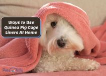 5 Creative Ways to Use Guinea Pig Cage Liners At Home