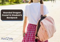 A Backpack Surprise: The Tale of a Bearded Dragon’s School Adventure