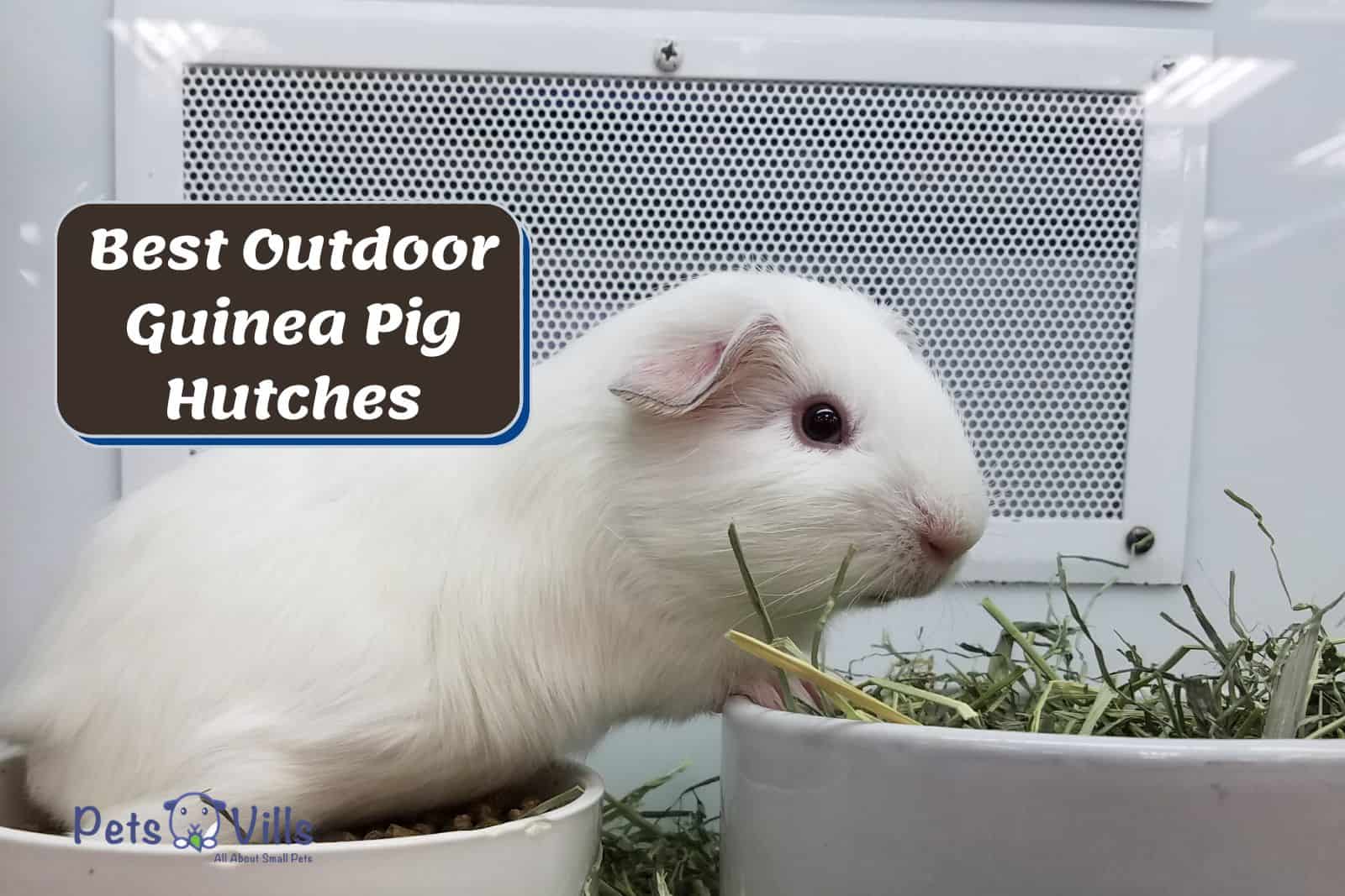 guinea pig eating outside the