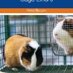 guinea pigs inside a cage with liner
