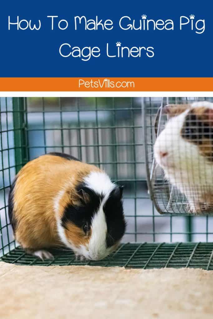 guinea pigs inside a cage with liner