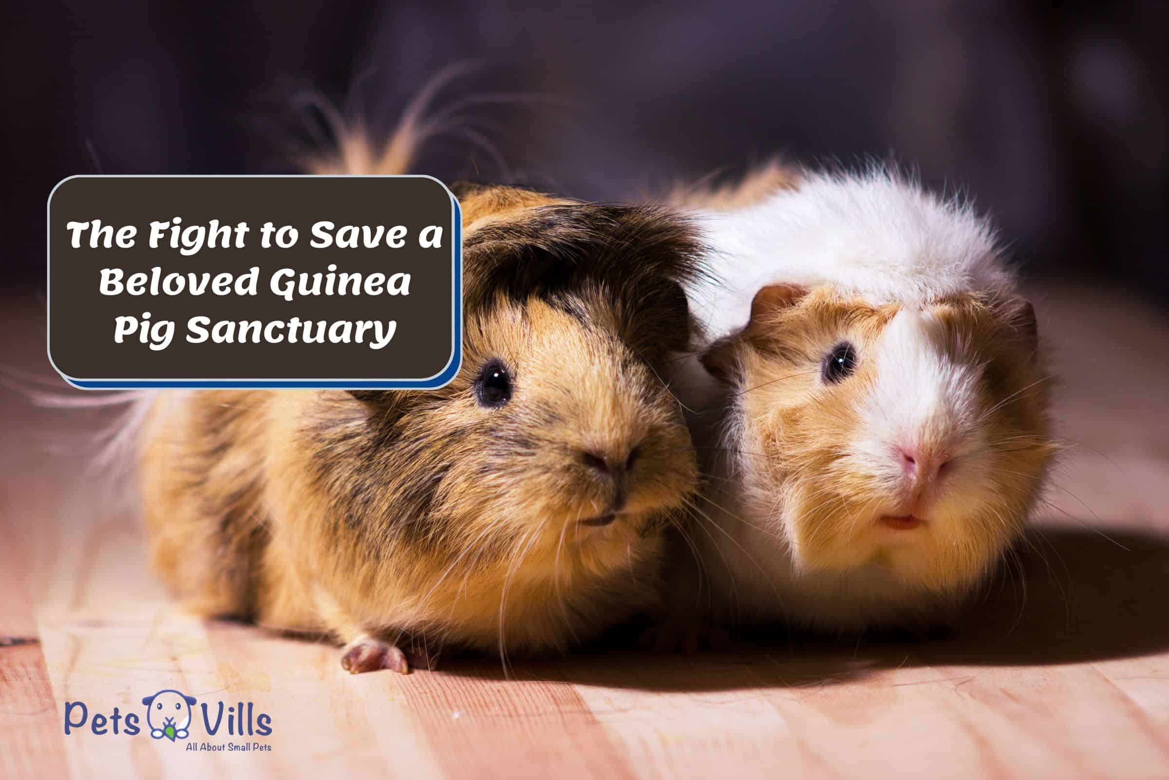 CUTE guinea pigs in a sanctuary