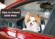 10 Tips to Travel With Pets: Ultimate Guide in 2023