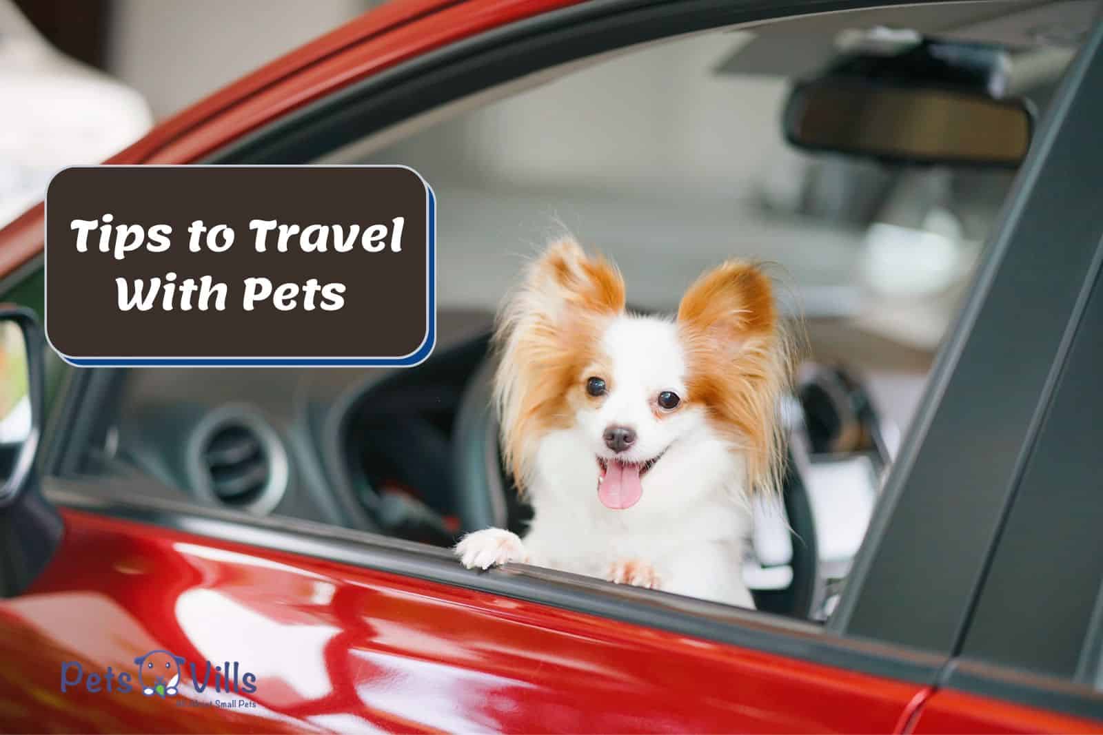 cute dog inside a car posing beside Tips to Travel With Pets