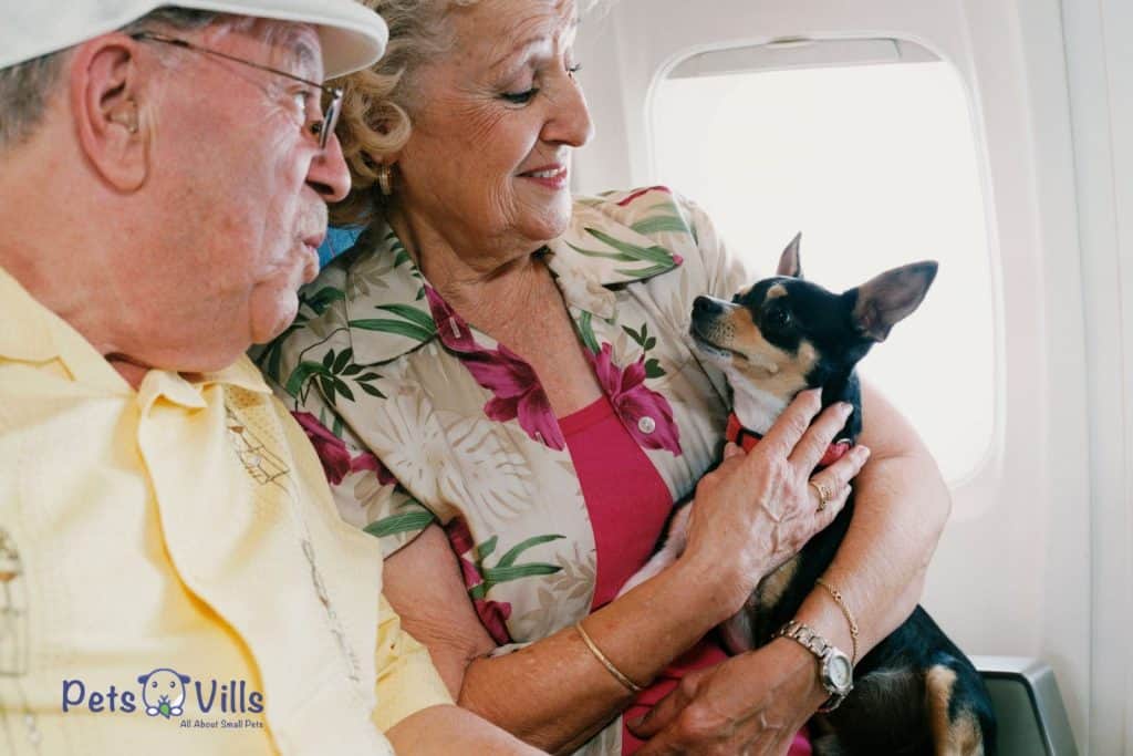 senior couple in a plane with their dog