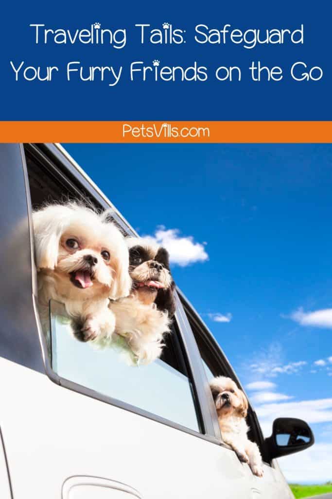 Shih tzus traveling and riding in a car
