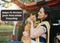 5 Ways To Protect Your Pets While Traveling [Foolproof Tips]
