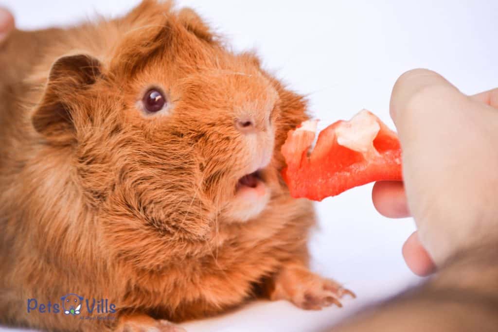 hand giving a piece of carrot to a guinea pig