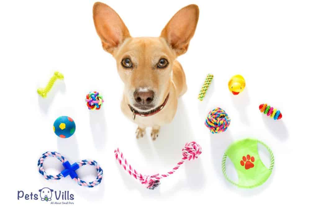 dog surrounded with different kind of toys