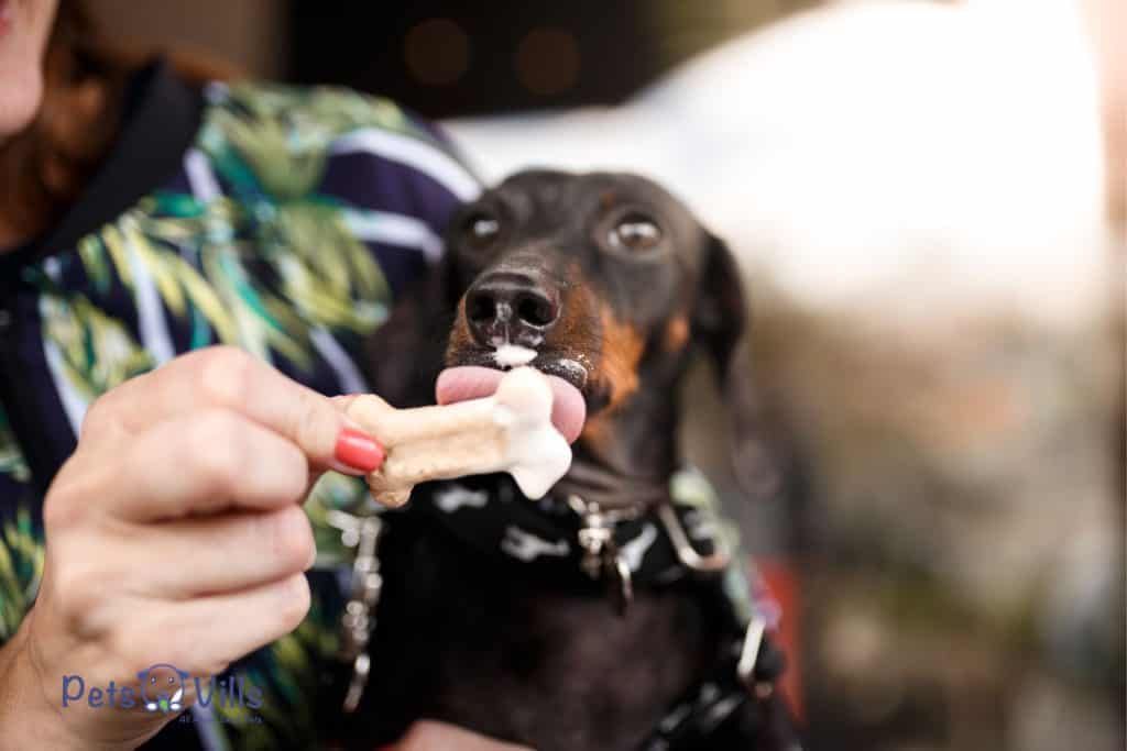 dog licking the bone treat