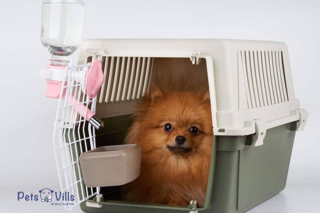 dog inside a travel crate