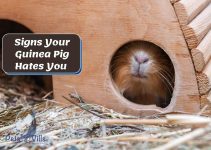 Identifying 7 Key Signs Your Guinea Pig Hates You [Guide]