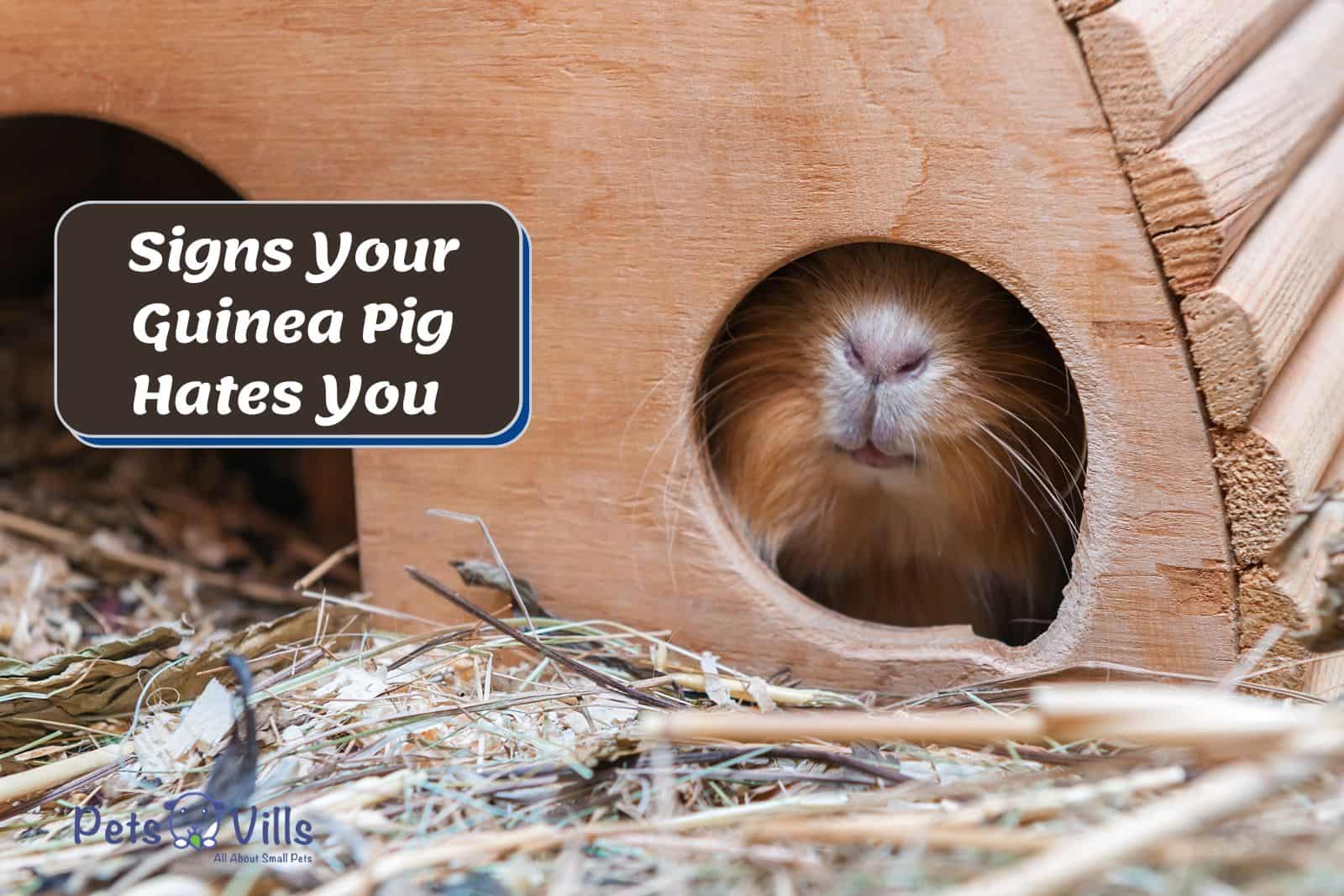 GUINEA PIG HIDING inside the wooden hutch but what are the signs your guinea pig hates you