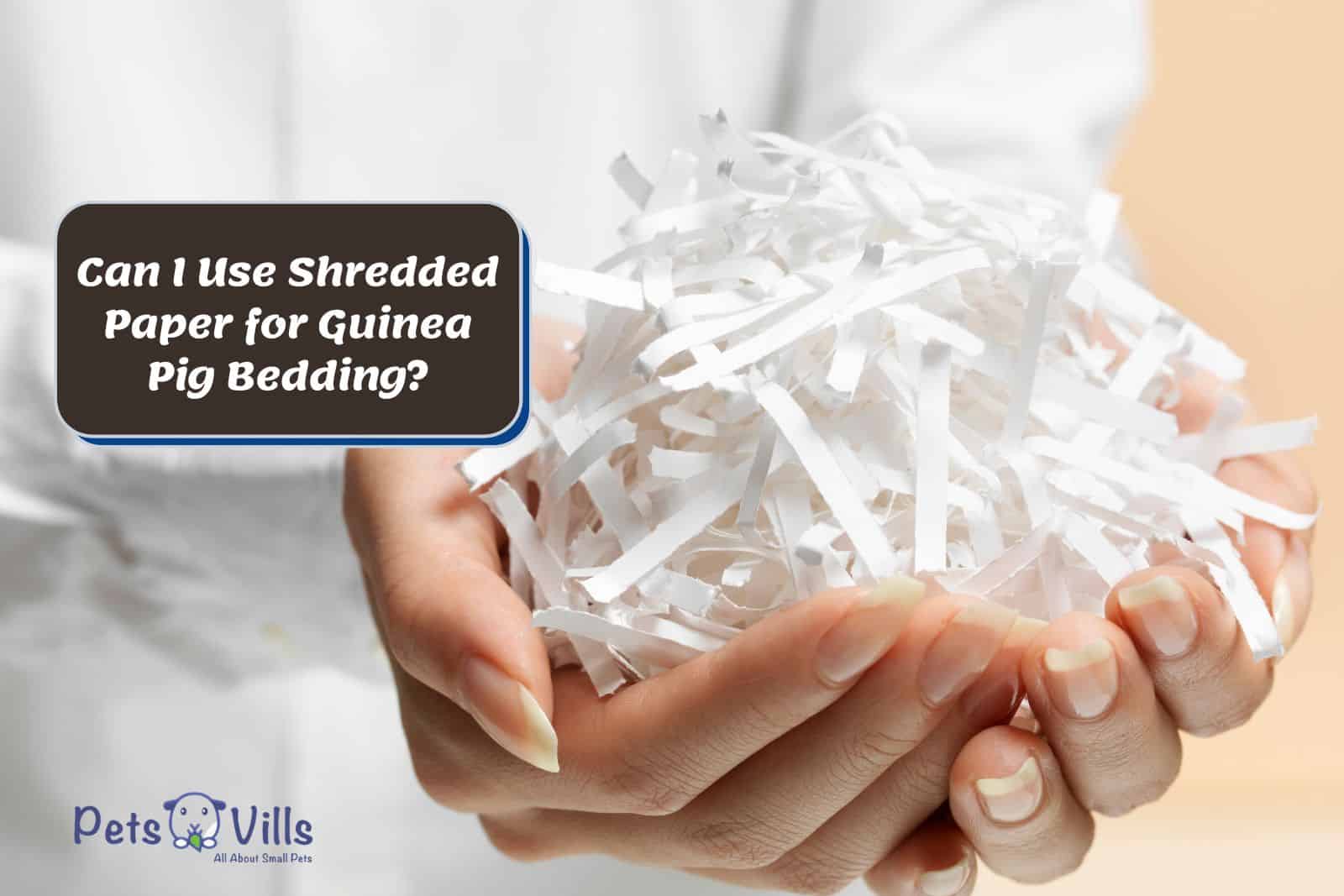Can I Use Shredded Paper for Guinea Pig Bedding