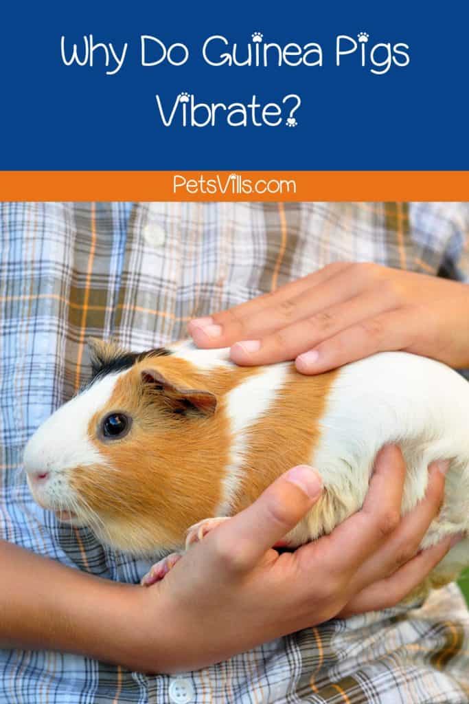 A KID CARRYING A GUINEA PIG