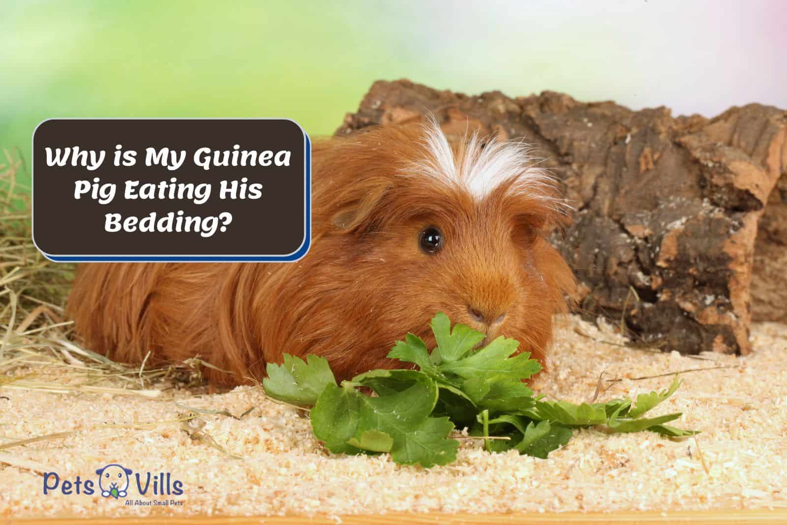 brown guinea pig eating parsley while lying on the bedding