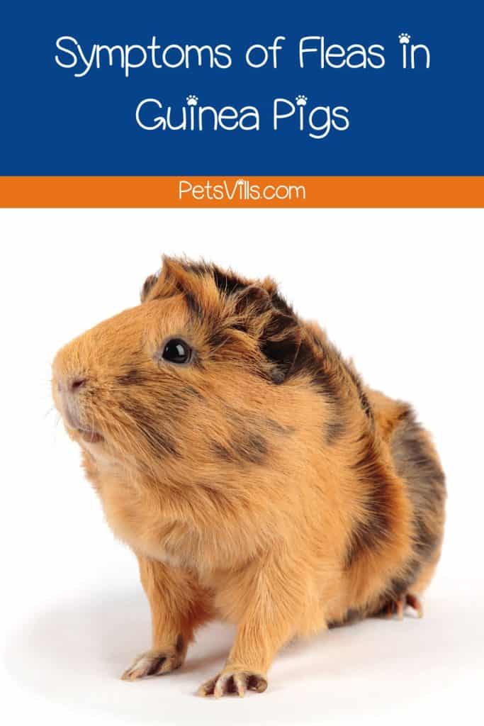 short-haired brown guinea pig