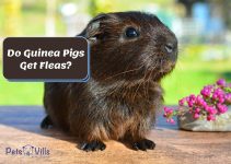 Do Guinea Pigs Get Fleas? Learning Health Risks for Your Pet