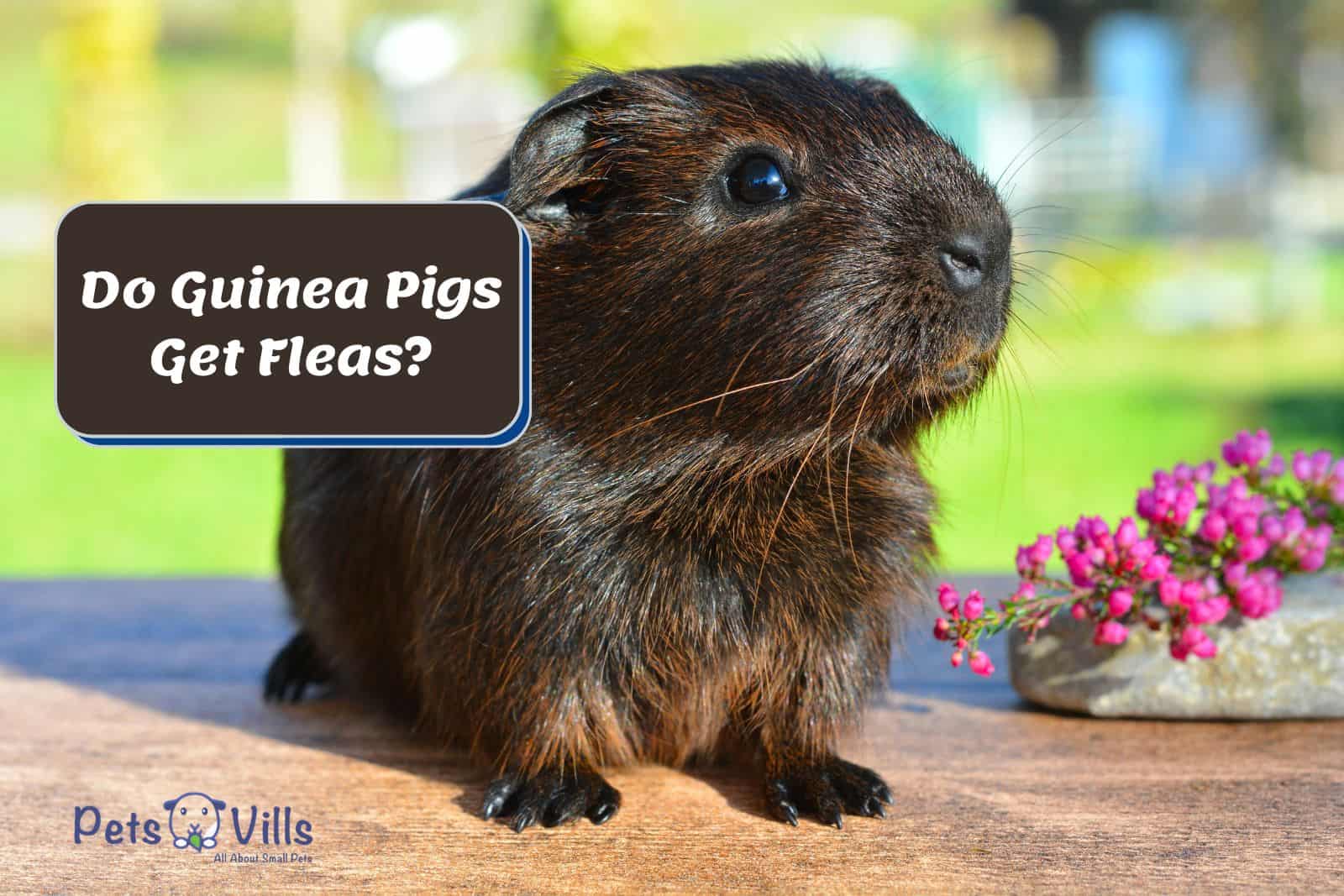 cute guinea pig standing outside beside the text 