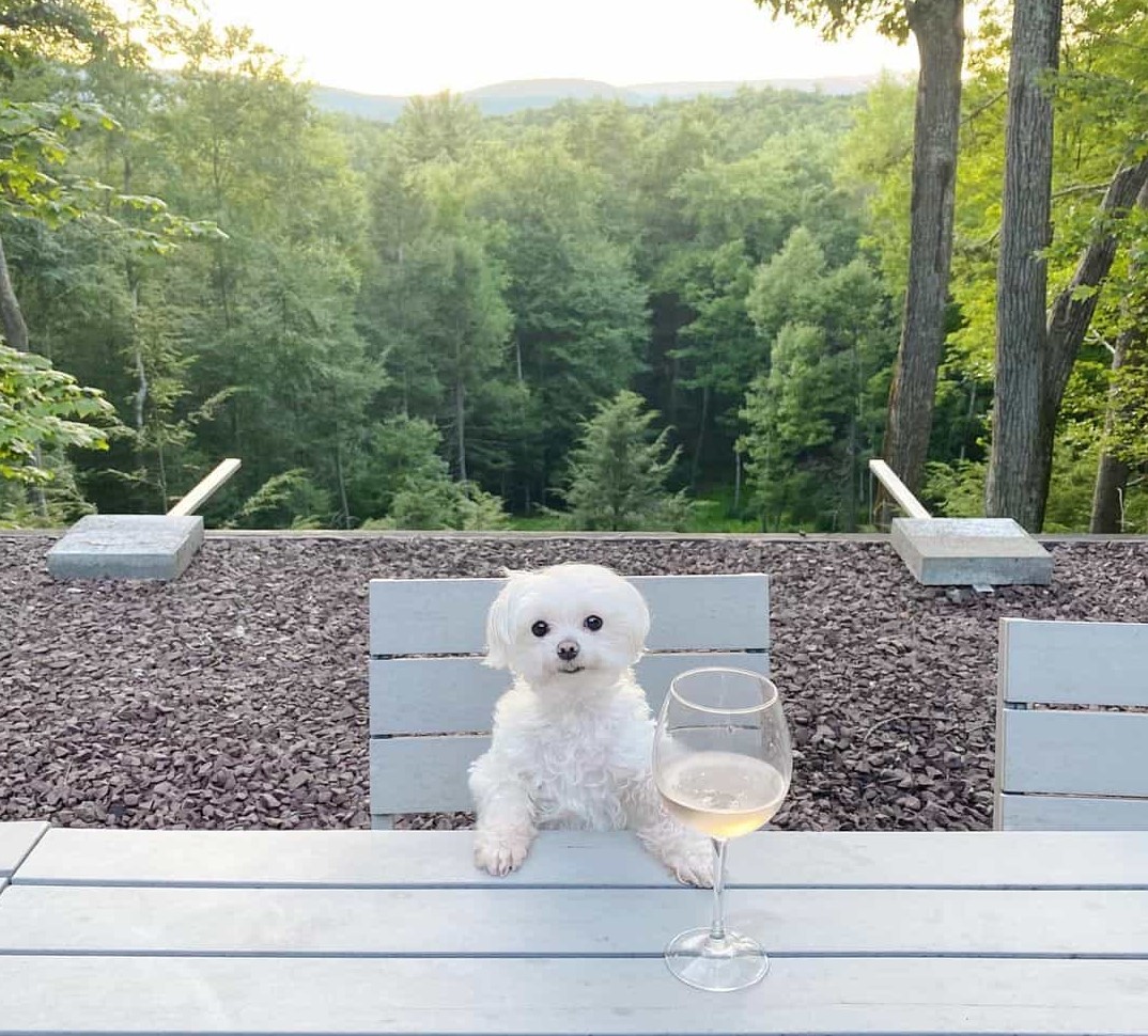 A maltese with her drink