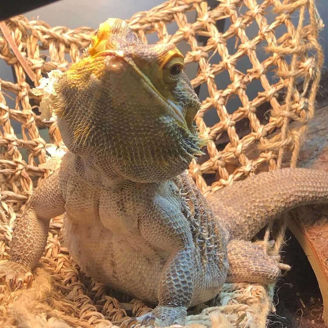 Bearded Dragon puffs up