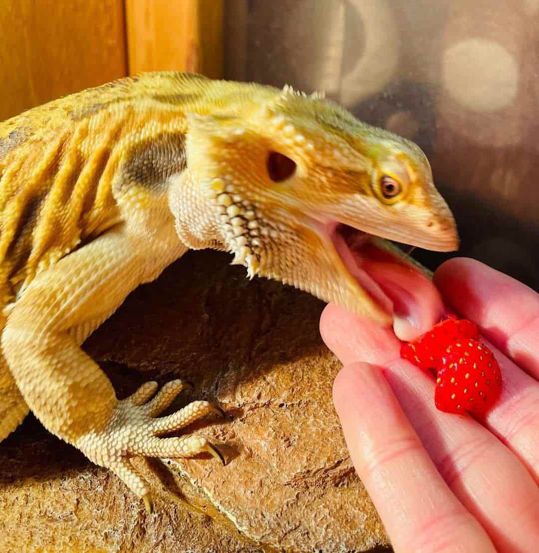 Bearded dragon showing food aggression when eating strawberries