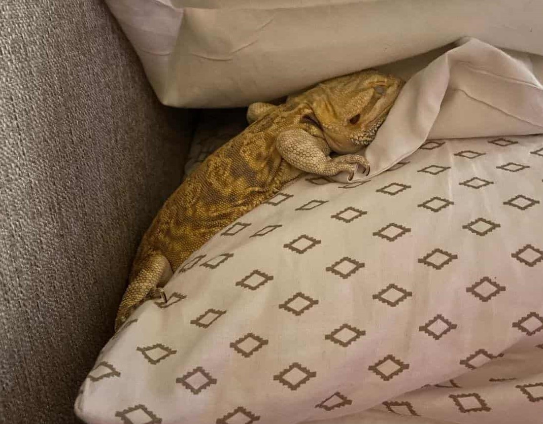 Bearded dragon sleeping on the pillow