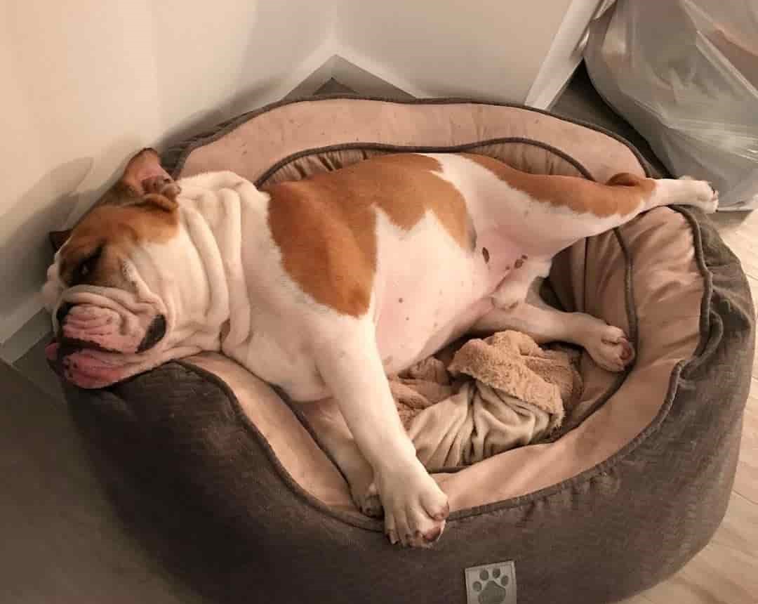 Bulldog's leg fell asleep while sleeping