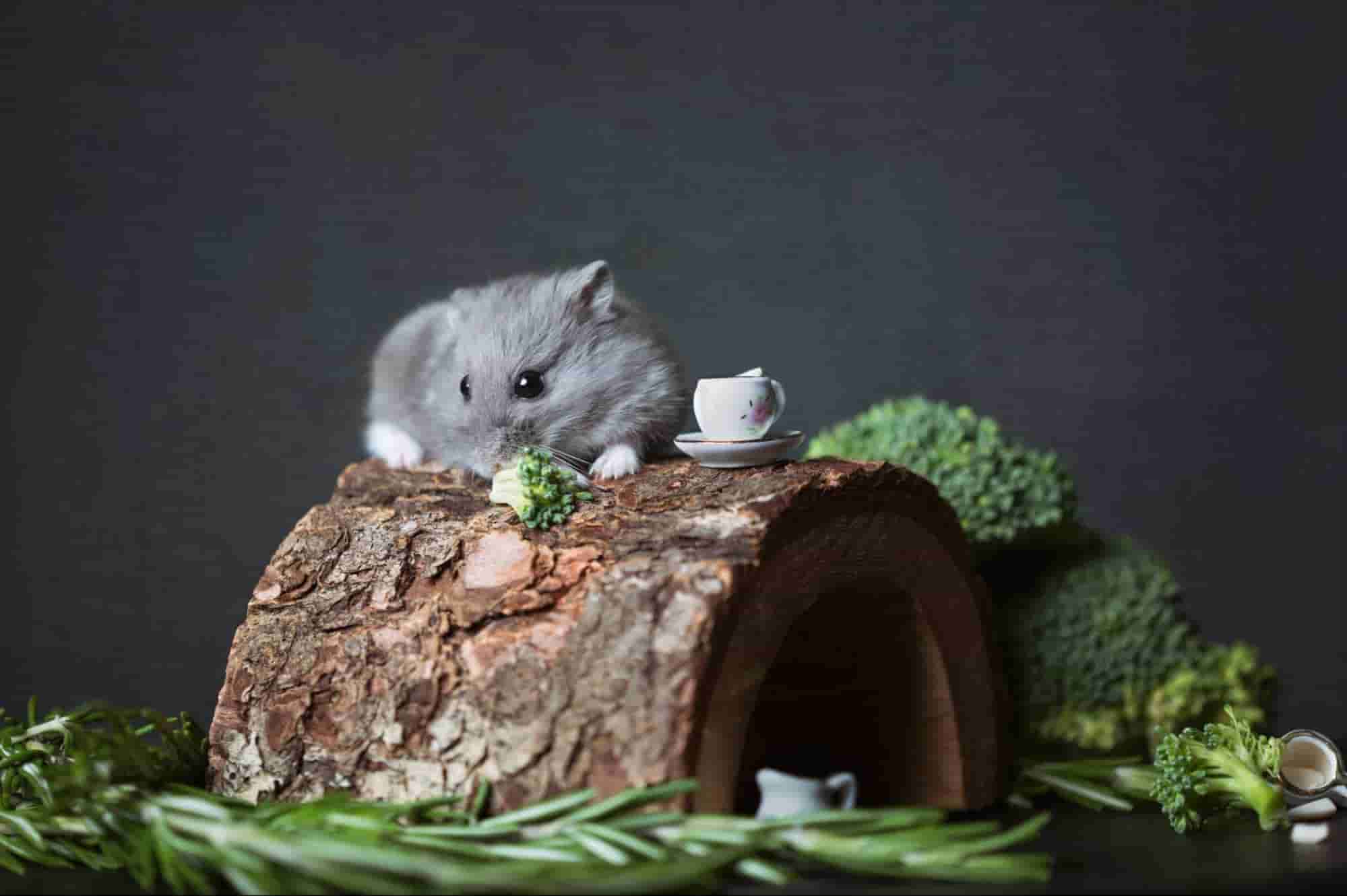 DJungarian hamsters eating broccoli