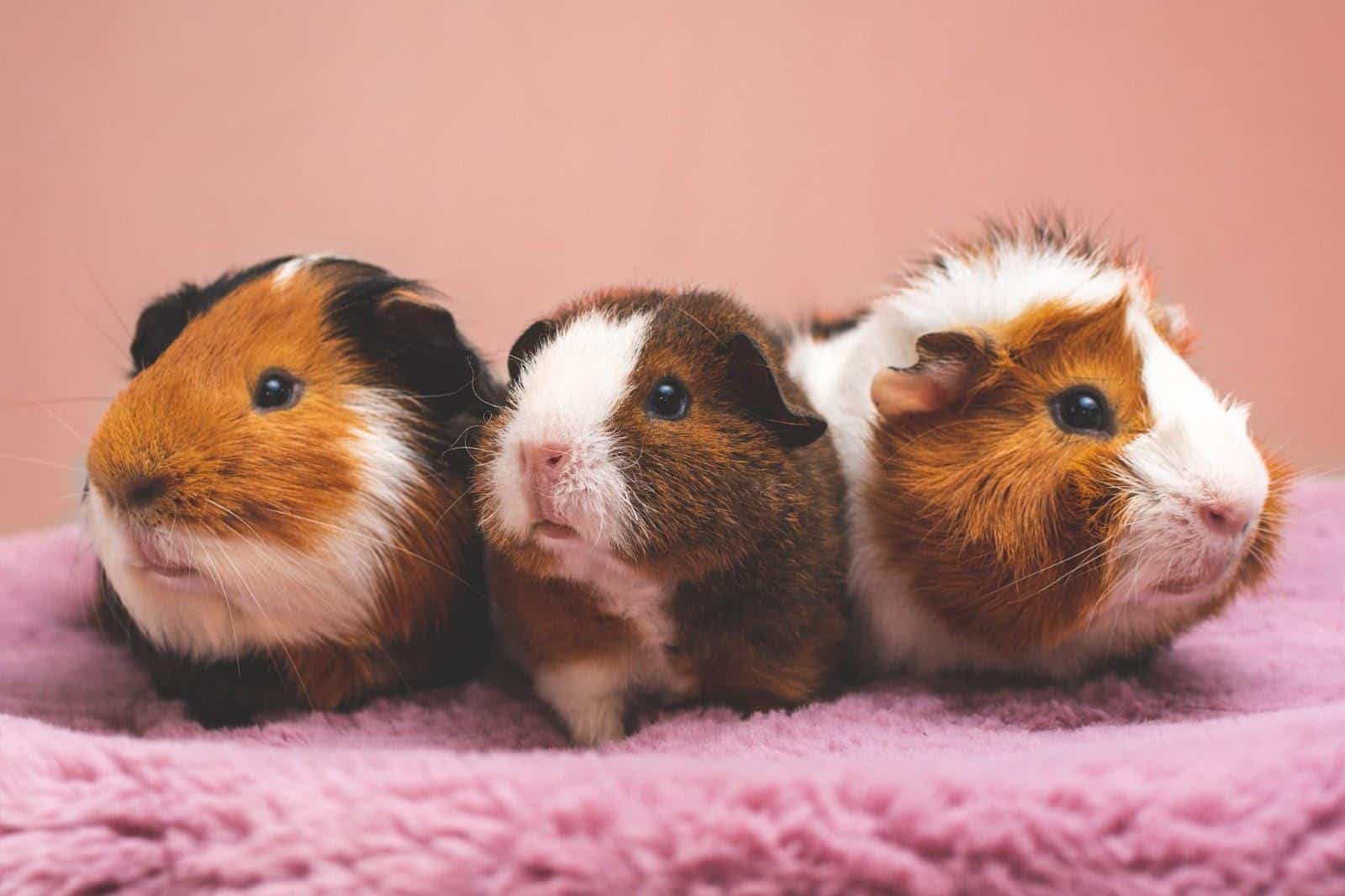 Obesity in hamsters