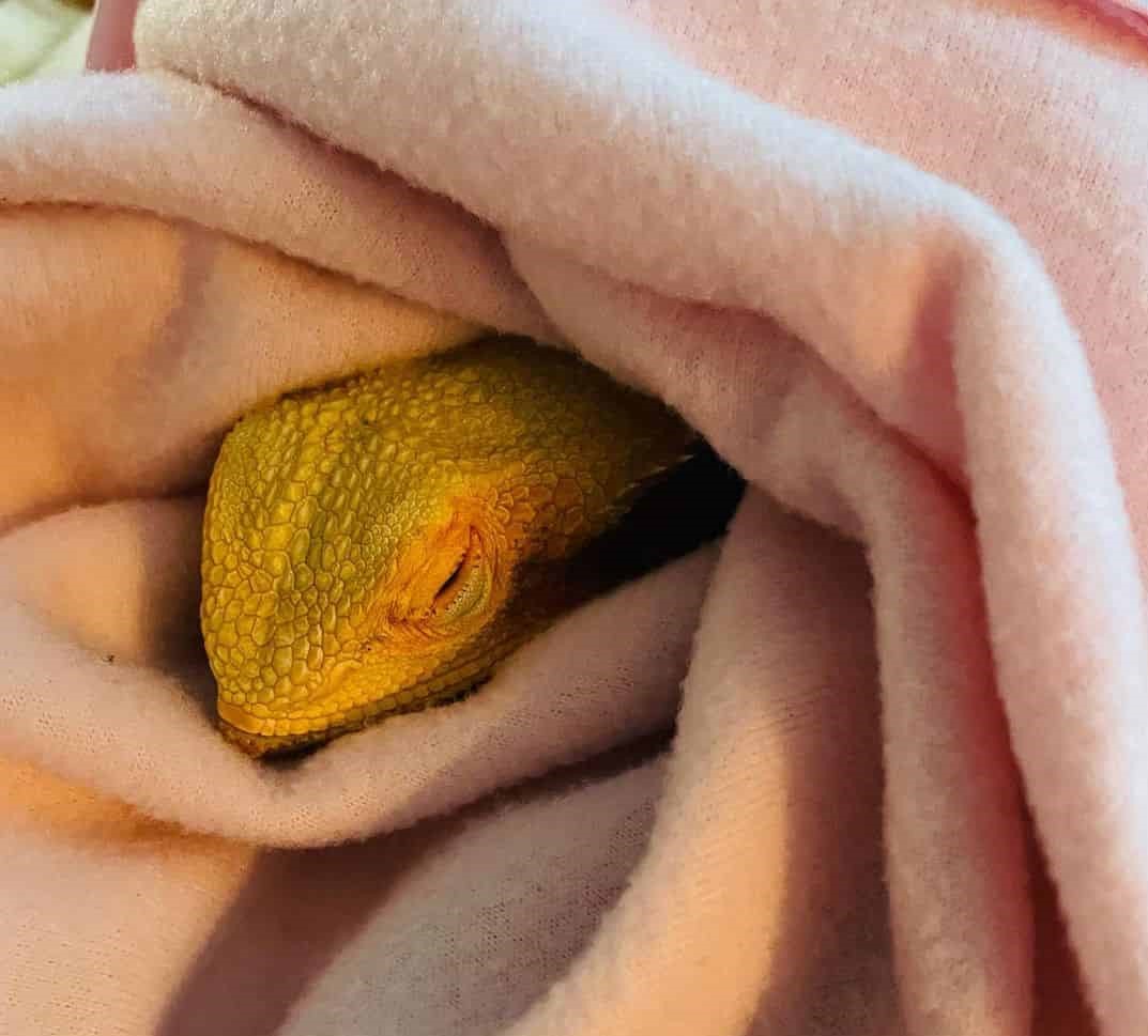 Sleeping beauty - bearded dragon sleeping